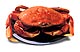 seafood dungeness crab